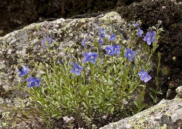 Rock Speedwell (Veronica fruticans) flowering, growing on acid rock, Heas Valley, French Pyrenees, France, June