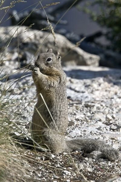 Rock Squirrel eating grass seeds - Utah USA