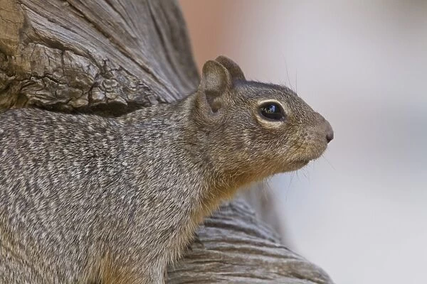 Rock Squirrel, Utah America