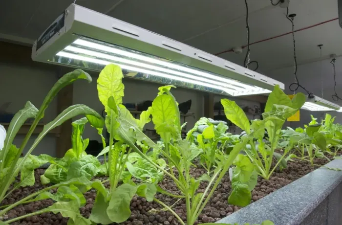 Framed Print : Rocket growing in aquaponics unit, water from tanks containing tilapia fish is pumped into trough with expanded clay Framed Print : Rocket growing in aquaponics unit, water from tanks containing tilapia fish is pumped into trough with expanded clay
