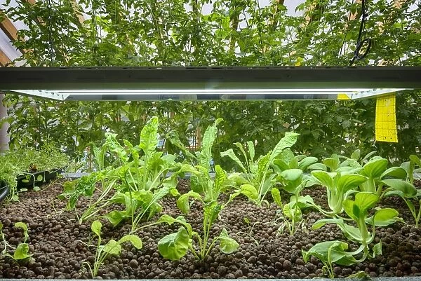 Rocket and Pak choi growing in aquaponics unit, water from tanks containing tilapia fish is pumped into trough with
