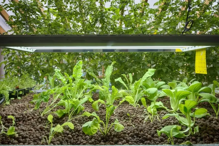 Framed Print : Rocket and Pak choi growing in aquaponics unit, water from tanks containing tilapia fish is pumped into trough with Framed Print : Rocket and Pak choi growing in aquaponics unit, water from tanks containing tilapia fish is pumped into trough with