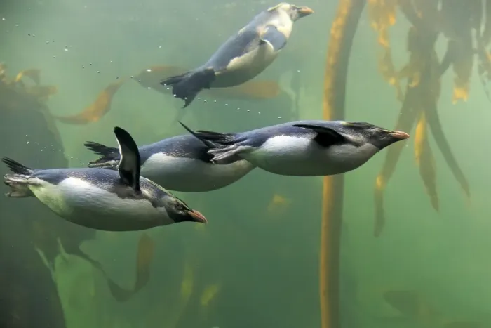 Framed Print : Rockhopper Penguin (Eudyptes chrysocome) four adults, swimming in kelp forest, South Africa, June (captive) Framed Print : Rockhopper Penguin (Eudyptes chrysocome) four adults, swimming in kelp forest, South Africa, June (captive)