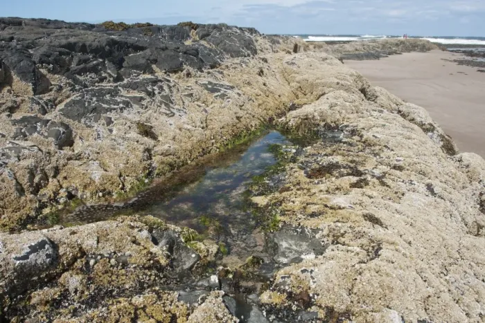 Framed Print : Rockpool on beach, Bamburgh, Northumberland, England, july