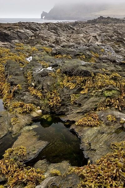 Rockpool habitat at low tide, Prawle Point, South Devon, England, September