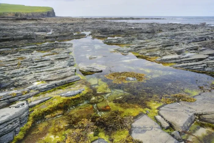 Framed Print : Rockpool on rocky shore at low tide, Brough Head, Mainland, Orkney, Scotland, june Framed Print : Rockpool on rocky shore at low tide, Brough Head, Mainland, Orkney, Scotland, june