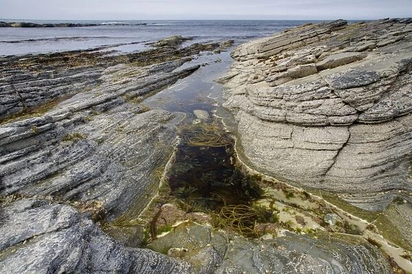 Rockpool on rocky shore at low tide, Brough Head, Mainland, Orkney, Scotland, june