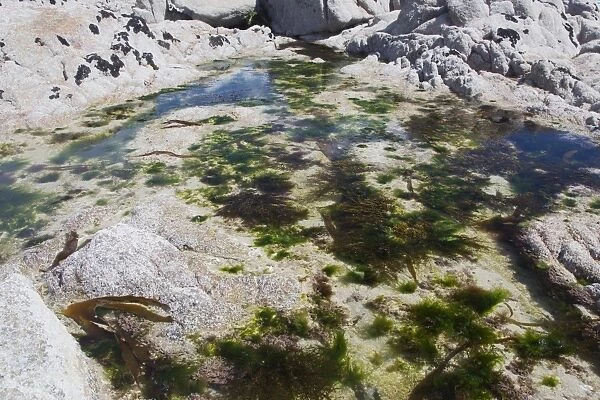 Rockpool on rocky shore at low tide, Jersey, Channel Islands, May