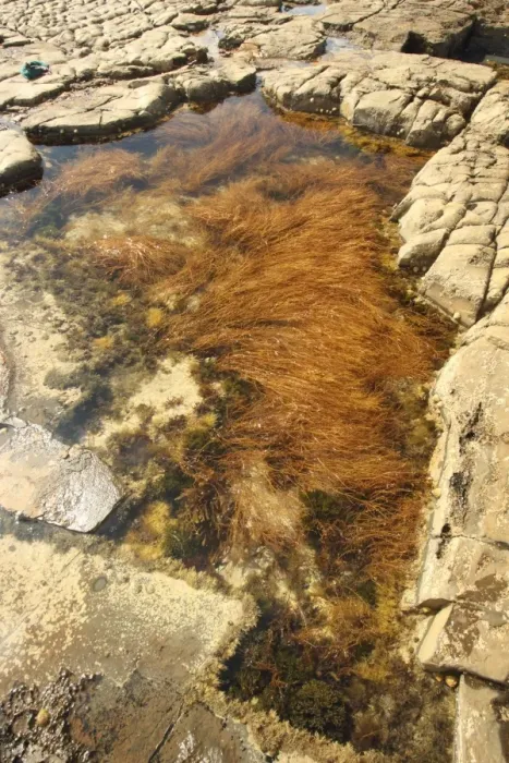 Framed Print : Rockpool with seaweed at low tide, Broadbench, Kimmeridge, Dorset, England, august Framed Print : Rockpool with seaweed at low tide, Broadbench, Kimmeridge, Dorset, England, august