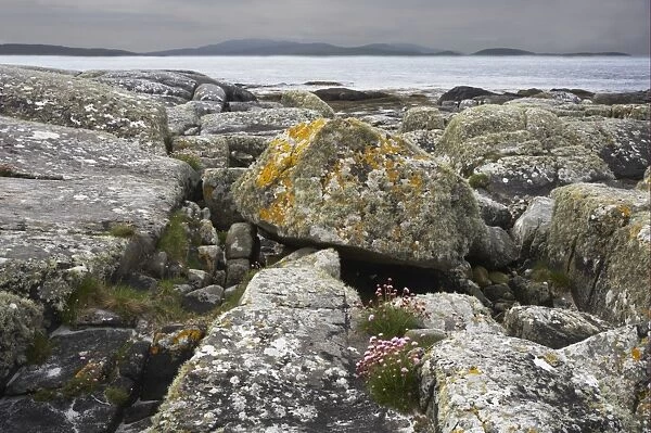 Rocks on beach with Thrift (Armeria maritima) flowering, with Barra Island in distance, South Uist, Outer Hebrides