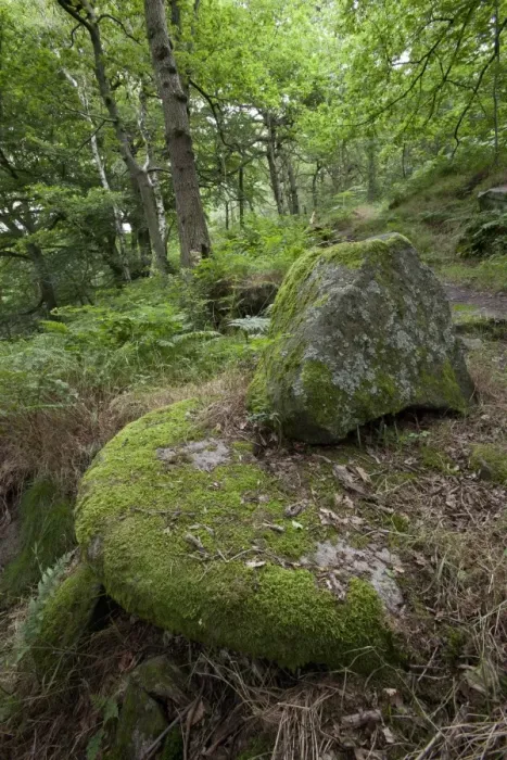 Framed Print : Rocks in deciduous woodland habitat, Padley Woods, Padley Gorge, Peak District, Derbyshire, England, july Framed Print : Rocks in deciduous woodland habitat, Padley Woods, Padley Gorge, Peak District, Derbyshire, England, july