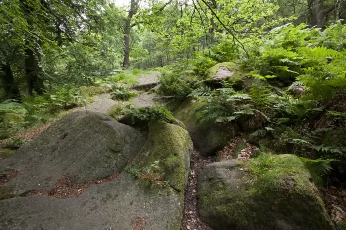 Framed Print : Rocks in deciduous woodland habitat, Padley Woods, Padley Gorge, Peak District, Derbyshire, England, july Framed Print : Rocks in deciduous woodland habitat, Padley Woods, Padley Gorge, Peak District, Derbyshire, England, july