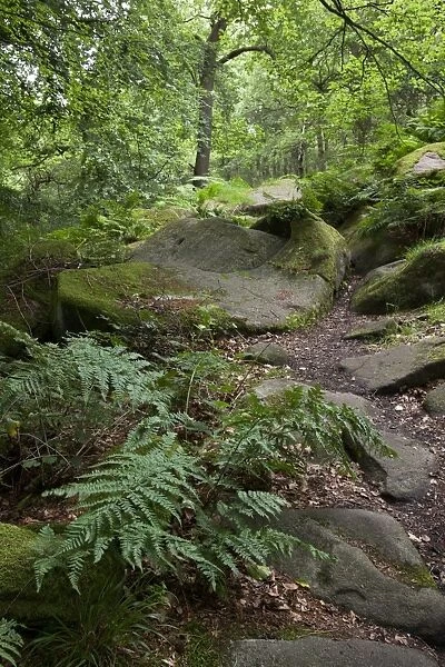 Rocks in deciduous woodland habitat, Padley Woods, Padley Gorge, Peak District, Derbyshire, England, july