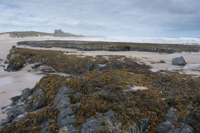 Framed Print : Rocks and seaweed on beach, with Bamburgh Castle in distance, Bamburgh, Northumberland, England, july Framed Print : Rocks and seaweed on beach, with Bamburgh Castle in distance, Bamburgh, Northumberland, England, july