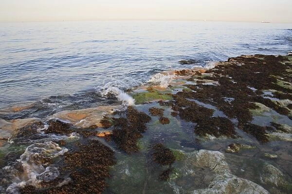 Rocky outcrop and seaweed on beach with incoming tide at sunset, Bembridge Ledge, Foreland, Bembridge, Isle of Wight