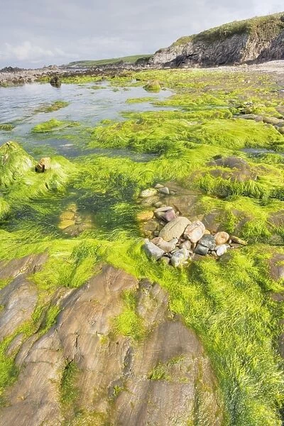 Rocky shore with seaweed at low tide, Bigton Wick, Mainland, Shetland Islands, Scotland, May