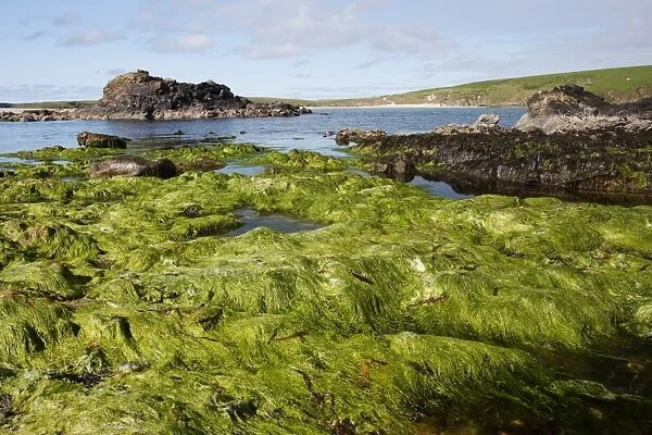 Rocky shoreline with rockpools at low tide, Bigton Wick, Mainland, Shetland Islands, Scotland, May