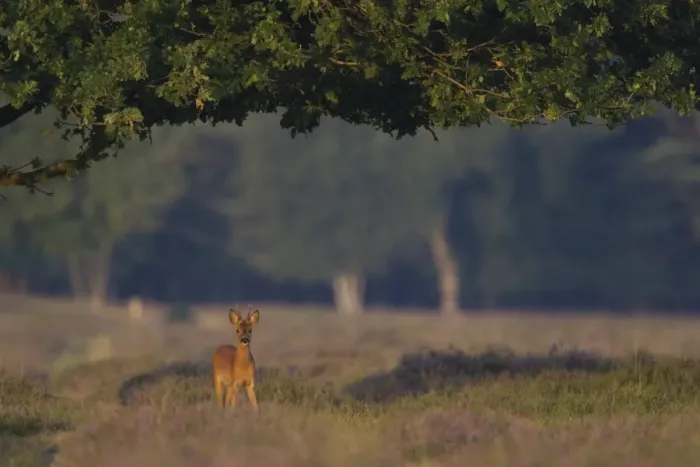 Framed Print : Roe Deer (Capreolus capreolus) buck, standing under oak tree, in heathland at edge of woodland, Netherlands, august Framed Print : Roe Deer (Capreolus capreolus) buck, standing under oak tree, in heathland at edge of woodland, Netherlands, august