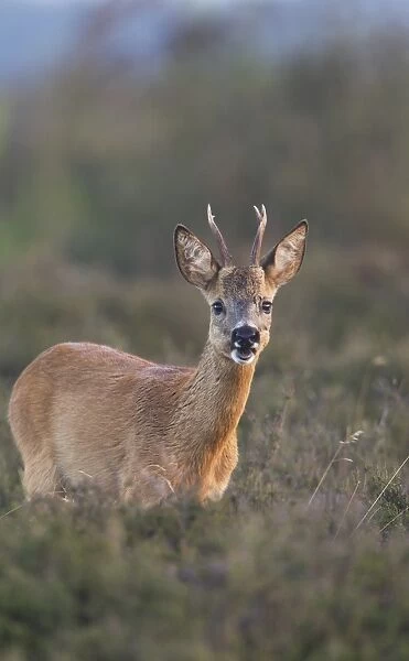 Roe Deer (Capreolus capreolus) buck, feeding in heathland at edge of woodland, Netherlands, august