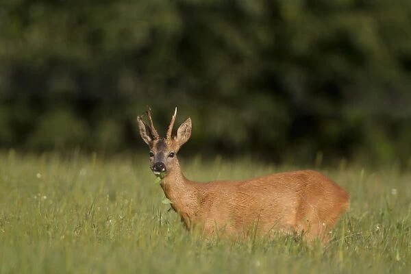 Roe Deer (Capreolus capreolus) buck, feeding in grassy field, Netherlands, august