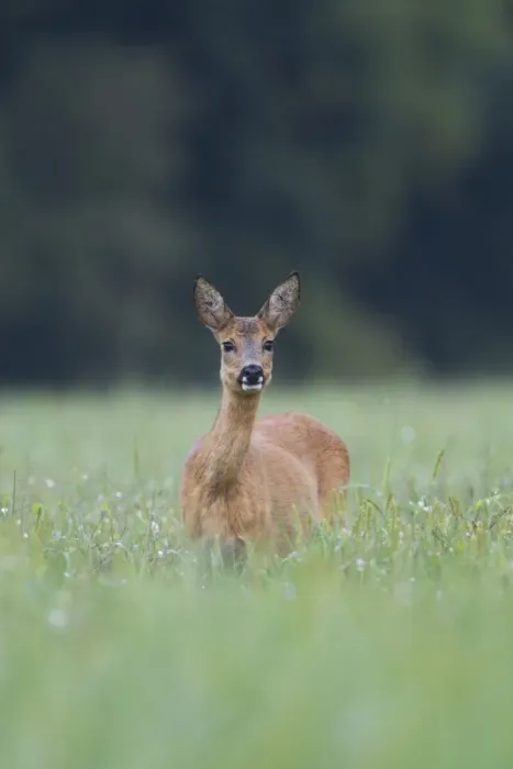 Framed Print : Roe Deer (Capreolus capreolus) doe, standing in grassy field, Netherlands, august Framed Print : Roe Deer (Capreolus capreolus) doe, standing in grassy field, Netherlands, august