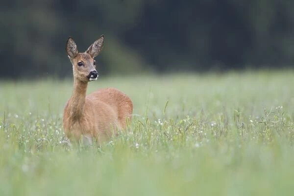 Roe Deer (Capreolus capreolus) doe, standing in grassy field, Netherlands, august