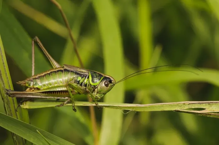 Framed Print : Roesels Bush-cricket (Metrioptera roeselii) adult female, clambering through grass, West Canvey Marshes RSPB Reserve Framed Print : Roesels Bush-cricket (Metrioptera roeselii) adult female, clambering through grass, West Canvey Marshes RSPB Reserve