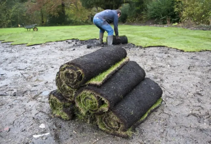 Framed Print : Rolls of lawn turf being laid in garden, England, october Framed Print : Rolls of lawn turf being laid in garden, England, october