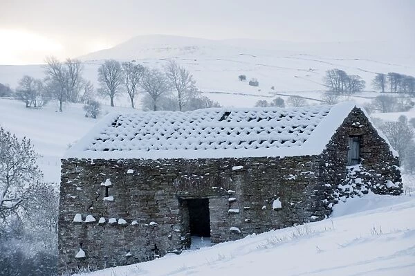 Roofless stone field barn covered in snow, Cumbria, England, december