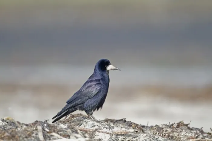 Framed Print : Rook (Corvus frugilegus) adult, foraging on beach, Belfast Lough, County Antrim, Northern Ireland, February Framed Print : Rook (Corvus frugilegus) adult, foraging on beach, Belfast Lough, County Antrim, Northern Ireland, February