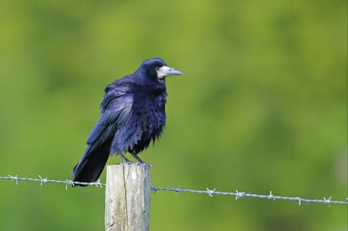 Framed Print : Rook (Corvus frugilegus) adult, perched on barbed wire fence post, Oxfordshire, England, may Framed Print : Rook (Corvus frugilegus) adult, perched on barbed wire fence post, Oxfordshire, England, may