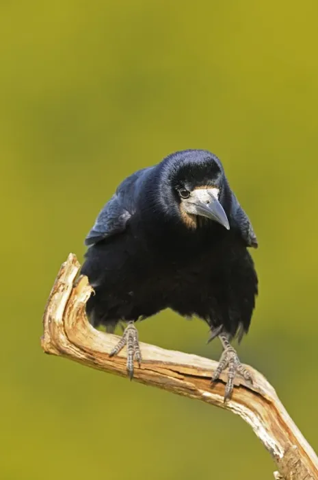 Framed Print : Rook (Corvus frugilegus) adult, perched on branch, Oxfordshire, England, march Framed Print : Rook (Corvus frugilegus) adult, perched on branch, Oxfordshire, England, march