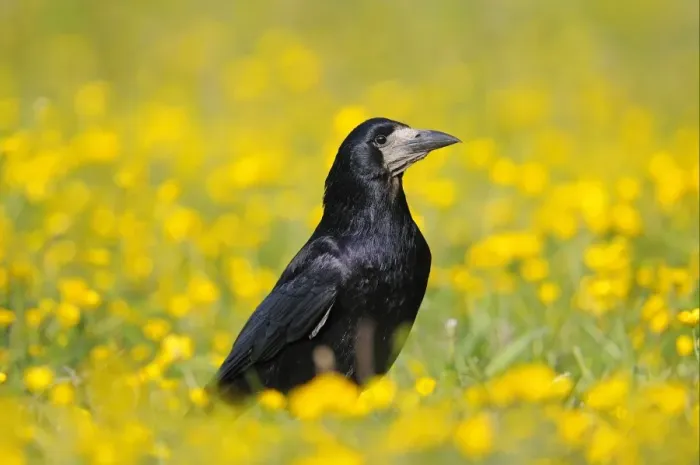Framed Print : Rook (Corvus frugilegus) adult, standing amongst buttercups in field, Oxfordshire, England, may Framed Print : Rook (Corvus frugilegus) adult, standing amongst buttercups in field, Oxfordshire, England, may