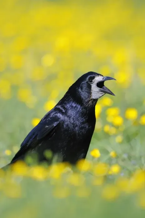 Framed Print : Rook (Corvus frugilegus) adult, calling, standing amongst buttercups in field, Oxfordshire, England, may Framed Print : Rook (Corvus frugilegus) adult, calling, standing amongst buttercups in field, Oxfordshire, England, may