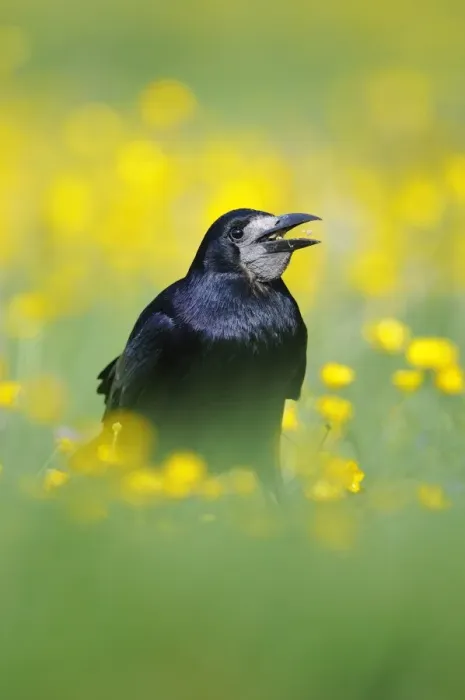 Framed Print : Rook (Corvus frugilegus) adult, feeding on seeds, standing amongst buttercups in field, Oxfordshire, England, may Framed Print : Rook (Corvus frugilegus) adult, feeding on seeds, standing amongst buttercups in field, Oxfordshire, England, may