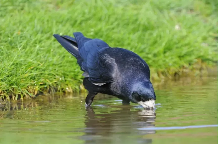 Framed Print : Rook (Corvus frugilegus) adult, drinking, Oxfordshire, England, april