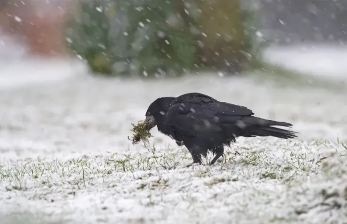 Framed Print : Rook (Corvus frugilegus) adult, collecting nesting material in beak during blizzard, Norfolk, England, winter Framed Print : Rook (Corvus frugilegus) adult, collecting nesting material in beak during blizzard, Norfolk, England, winter