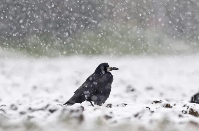 Framed Print : Rook (Corvus frugilegus) adult, standing in arable field during blizzard, Norfolk, England, winter