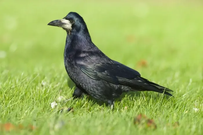Framed Print : Rook (Corvus frugilegus) adult, walking on grass, Northumberland, England, winter Framed Print : Rook (Corvus frugilegus) adult, walking on grass, Northumberland, England, winter