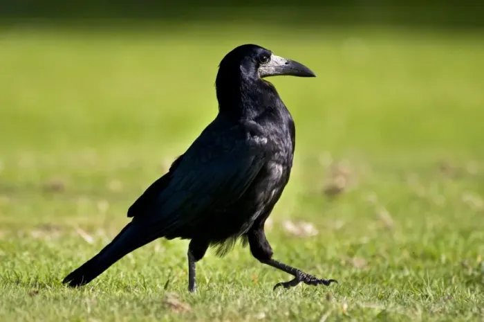 Framed Print : Rook (Corvus frugilegus) adult, walking across field, Shanklin, Isle of Wight, England, july