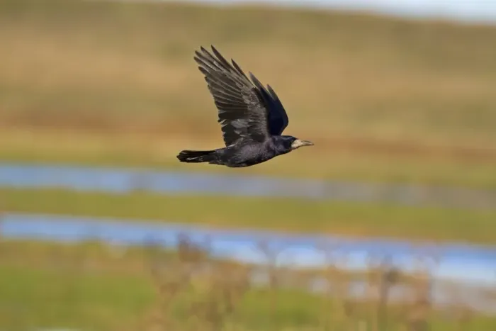 Framed Print : Rook (Corvus frugilegus) adult, in flight, Norfolk, England, November Framed Print : Rook (Corvus frugilegus) adult, in flight, Norfolk, England, November