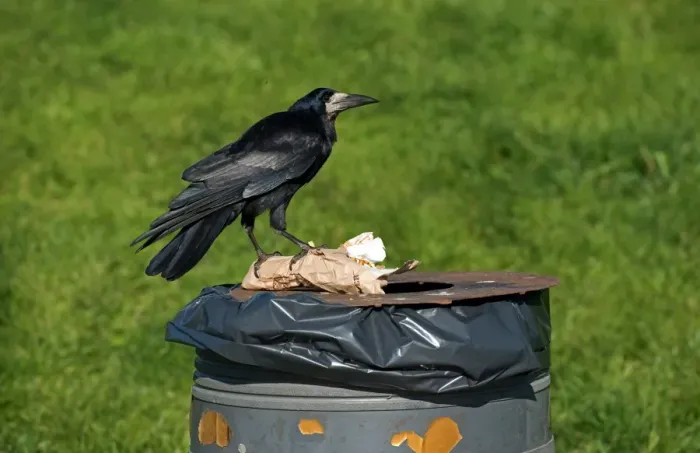 Framed Print : Rook (Corvus frugilegus) adult, feeding, scavenging from rubbish bin, Cumbria, England, January
