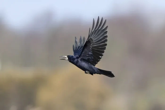 Framed Print : Rook (Corvus frugilegus) adult, calling in flight, Suffolk, England, May Framed Print : Rook (Corvus frugilegus) adult, calling in flight, Suffolk, England, May