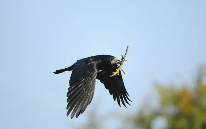 Framed Print : Rook (Corvus frugilegus) adult, in flight, with nesting material in beak, Oxfordshire, England, March Framed Print : Rook (Corvus frugilegus) adult, in flight, with nesting material in beak, Oxfordshire, England, March