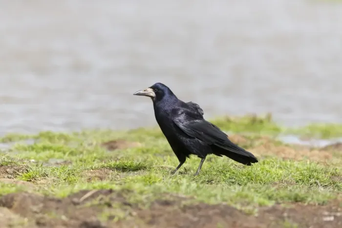 Framed Print : Rook (Corvus frugilegus) adult, standing at edge of water, Suffolk, England, May Framed Print : Rook (Corvus frugilegus) adult, standing at edge of water, Suffolk, England, May