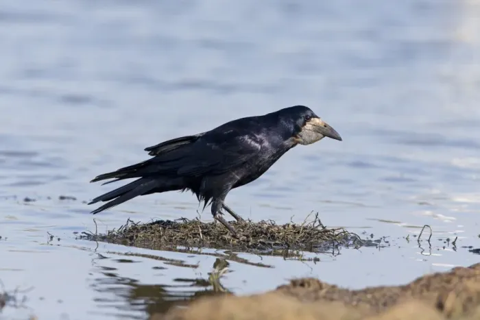 Framed Print : Rook (Corvus frugilegus) adult, with full beak pouch, standing on vegetation in pond, Suffolk, England, May Framed Print : Rook (Corvus frugilegus) adult, with full beak pouch, standing on vegetation in pond, Suffolk, England, May