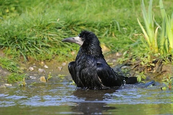Rook (Corvus frugilegus) adult, bathing, Oxfordshire, England, april