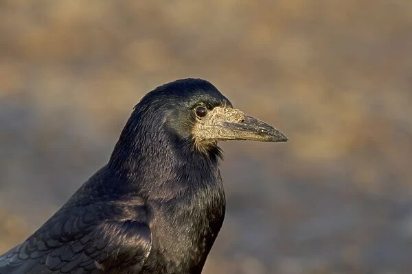 Rook (Corvus frugilegus) adult, close-up of head, Norfolk, England, January