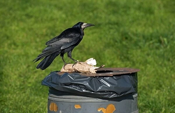 Rook (Corvus frugilegus) adult, feeding, scavenging from rubbish bin, Cumbria, England, January