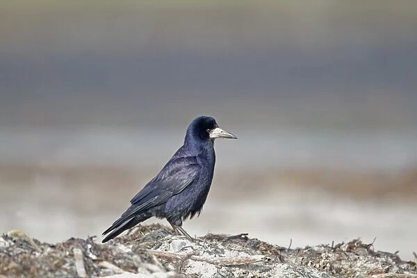 Rook (Corvus frugilegus) adult, foraging on beach, Belfast Lough, County Antrim, Northern Ireland, February